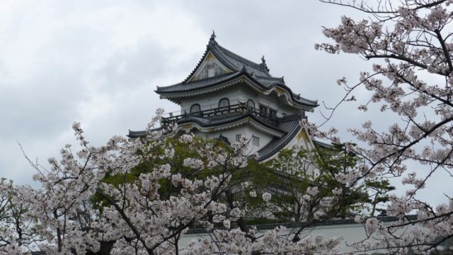 ２０１５年　岸和田城の桜　２６