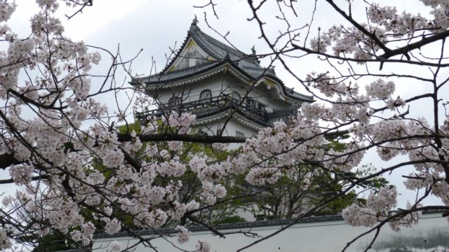 ２０１５年　岸和田城の桜　２７