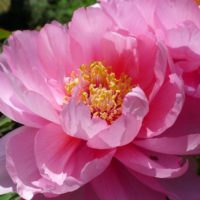 桐タンスの社長ブログ　美しい牡丹のお花