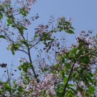 桐たんすの社長ブログ　びっくり驚きの桐の木がこんなところに・・・・