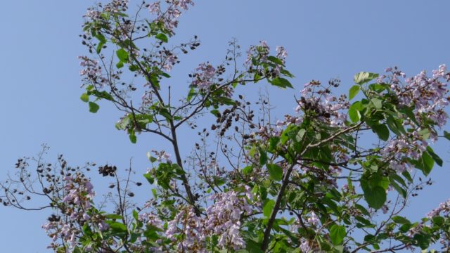 桐たんすの社長ブログ びっくり驚きの桐の木がこんなところに 大阪泉州桐箪笥 たんす の 初音の桐箪笥 田中家具製作所