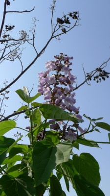 桐のお花