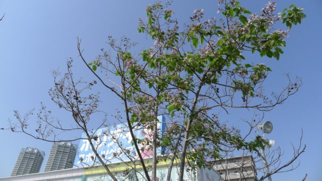 ホリディスポーツクラブの泉大津店の桐の木と花