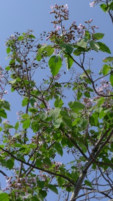 桐の花