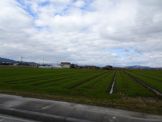 近江米の産地で田園地帯