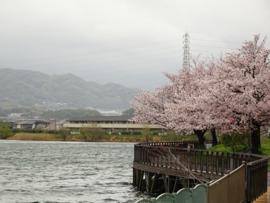 久米田池の湖畔の桜