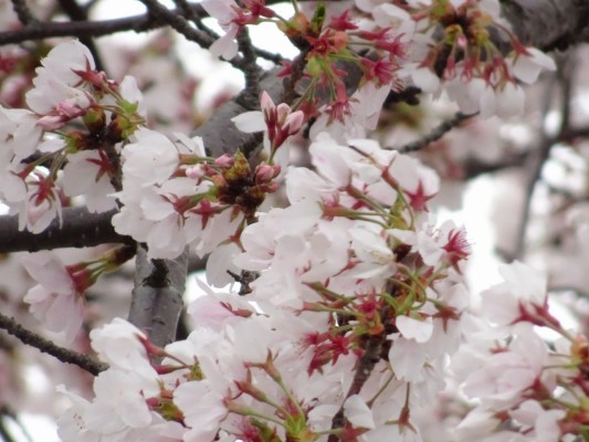 久米田池の桜の花