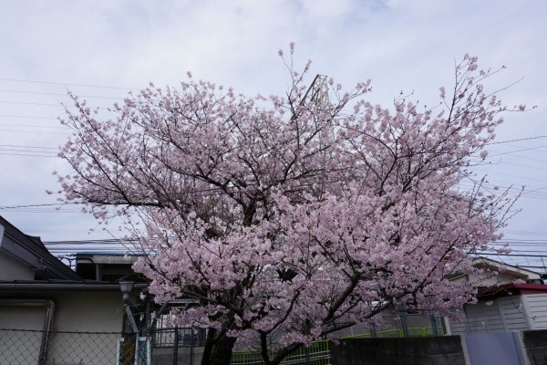 南海本線　春木駅の下り（和歌山方面）の桜の木４