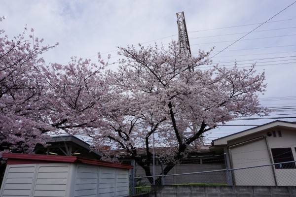 南海本線　春木駅の下り（和歌山方面）の桜の木２