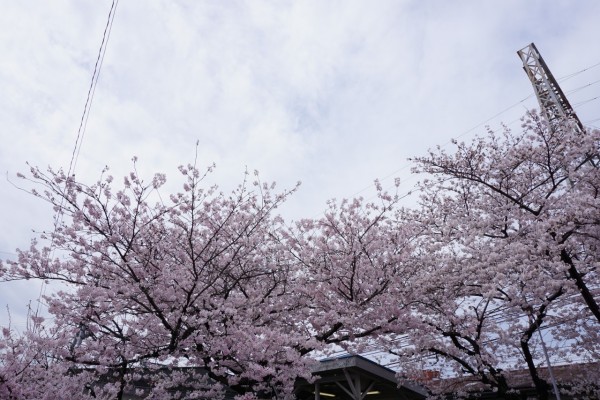 南海本線　春木駅の下り（和歌山方面）の桜の木３