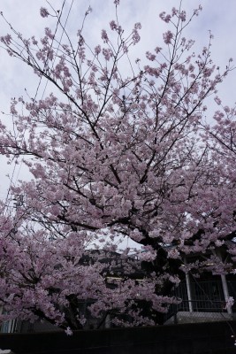 南海本線　春木駅の下り（和歌山方面）の桜の木５