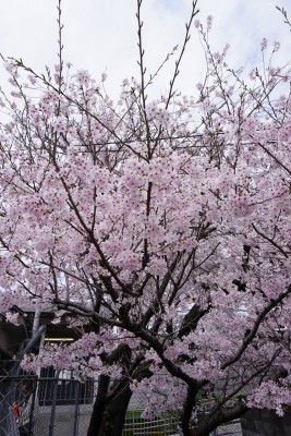 南海本線　春木駅の下り（和歌山方面）の桜の木６