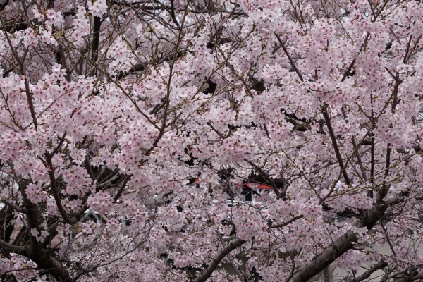 南海本線　春木駅の下り（和歌山方面）の桜の花