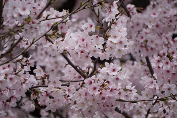 南海本線　春木駅の下り（和歌山方面）の桜の花２