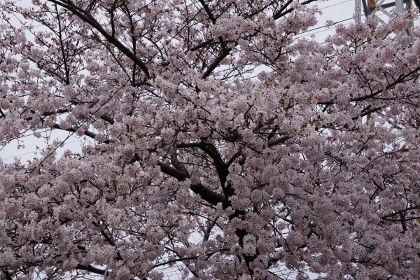 南海本線　春木駅の下り（和歌山方面）の桜の花３