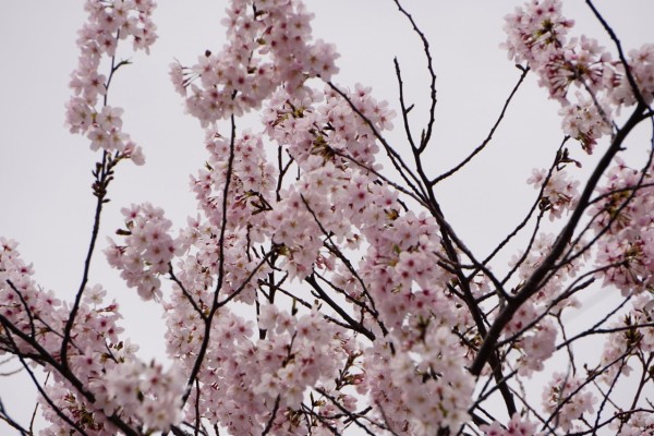 南海本線　春木駅の下り（和歌山方面）の桜の花４