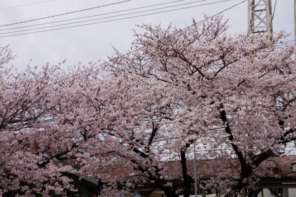 南海本線　春木駅の下り（和歌山方面）の桜の花５