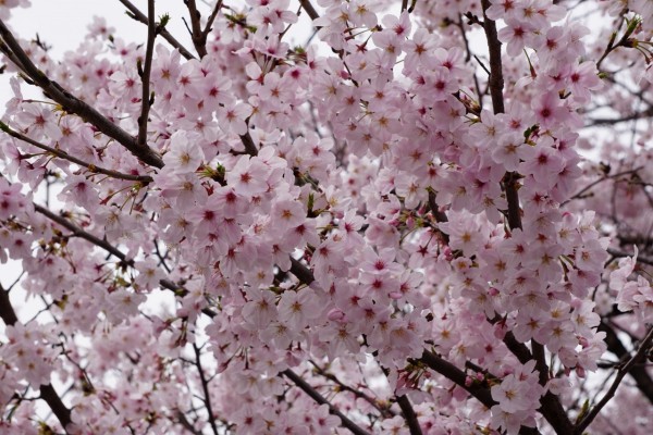 南海本線　春木駅の下り（和歌山方面）の桜の花７