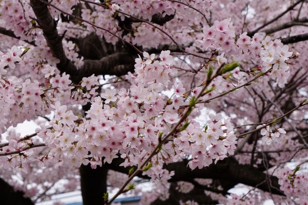 南海本線　春木駅の下り（和歌山方面）の桜の花　８