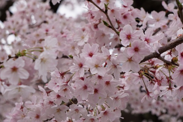 南海本線　春木駅の下り（和歌山方面）の桜の花　９