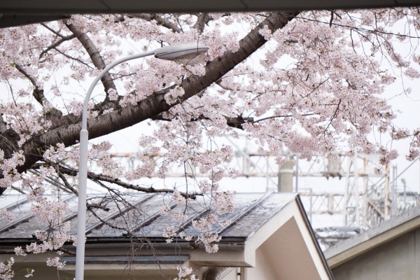 南海本線　春木駅の下り（和歌山方面）の桜の花　１０