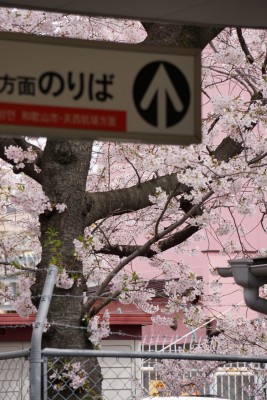 南海本線　春木駅の下り（和歌山方面）の桜２