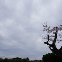 こだわり桐たんすの社長ブログ　岸和田加守町の伐採された　桜の木に花が・・・・