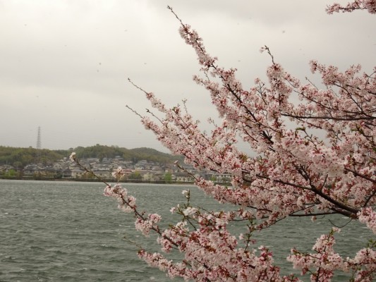 久米田池の桜２