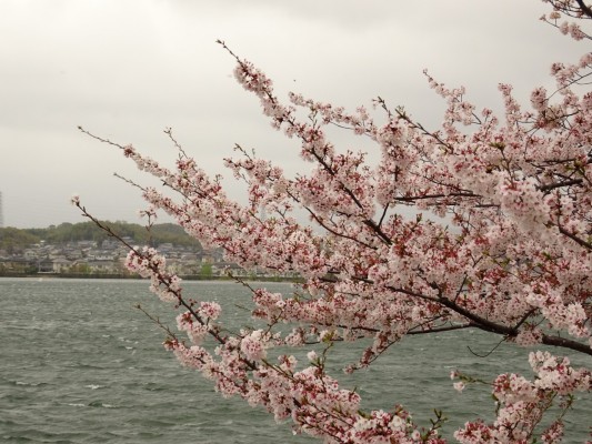 久米田池の桜