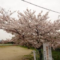 こだわり桐たんすの社長ブログ　　２０１６年最後の岸和田競輪場の思い出の桜をご紹介します。