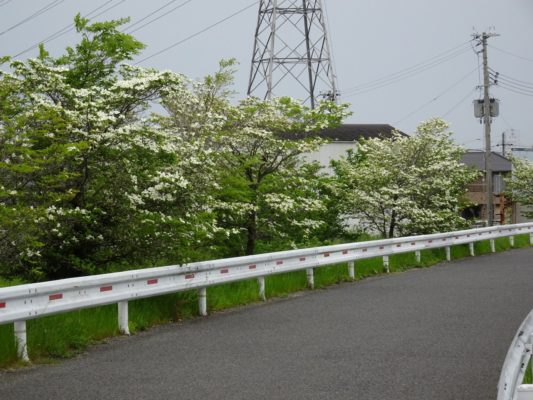 大津川のハナミズキ　２