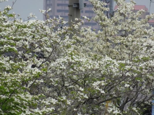 大津川の白い花水木