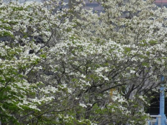 大津川の白い花水木　２