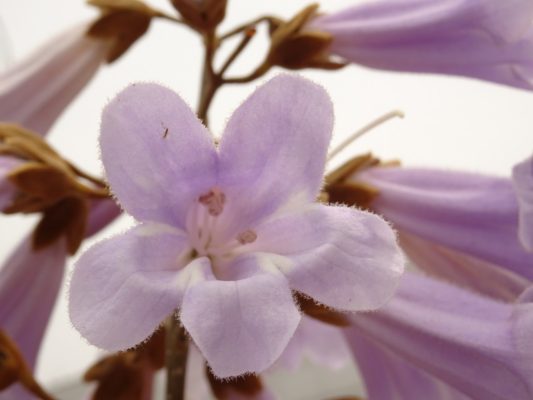 ホリディスポーツクラブの泉大津店の桐の花です