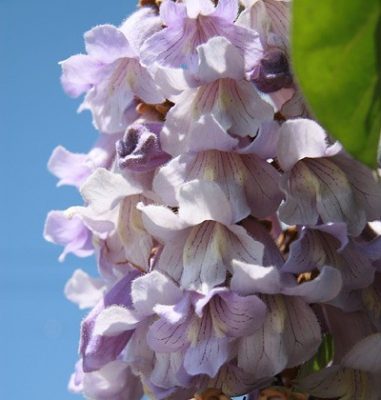 桐の花の拡大写真