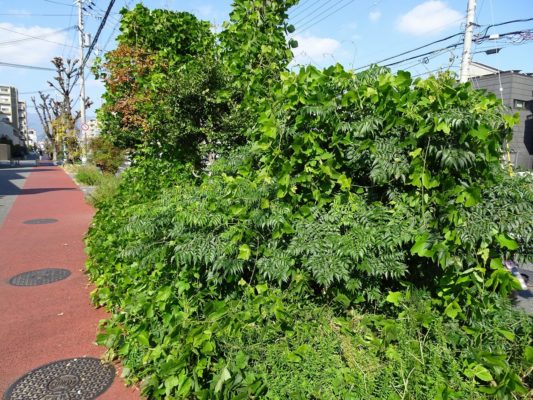 阪神タイガースローソンの前の蔦