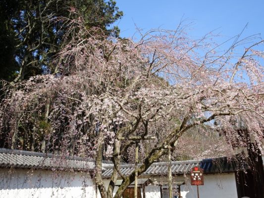 醍醐寺のしだれ桜