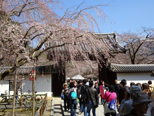 醍醐寺の総門としだれ桜