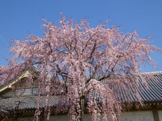 醍醐寺のしだれ桜