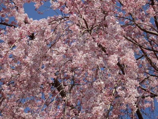 醍醐寺のしだれ桜