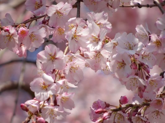 醍醐寺のしだれ桜の花びら