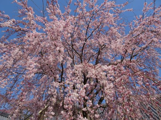 京都　醍醐寺のしだれ桜