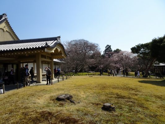京都　醍醐寺の霊宝館のしだれ桜