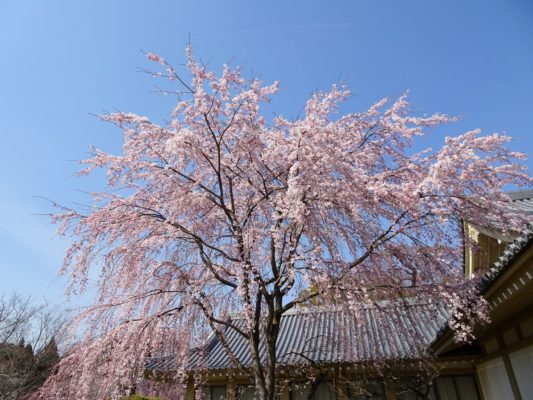 京都　醍醐寺の霊宝館のしだれ桜　２