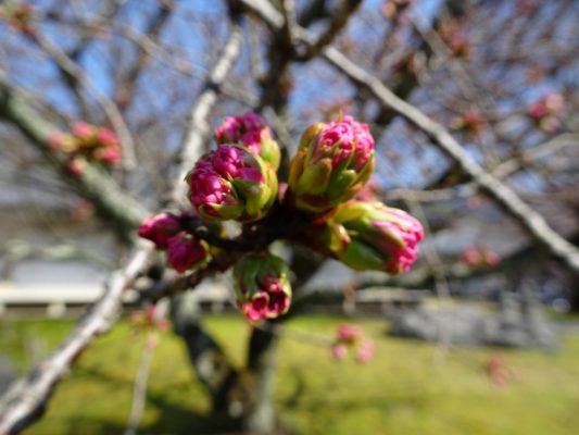 京都　醍醐寺の霊宝館のしだれ桜　３