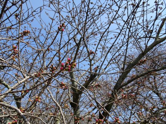 京都　醍醐寺の霊宝館のしだれ桜　３