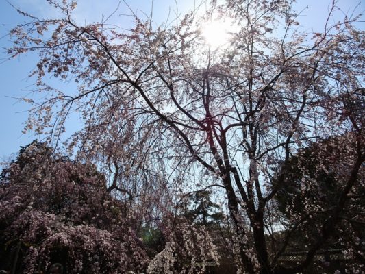 京都　醍醐寺の霊宝館のしだれ桜　４