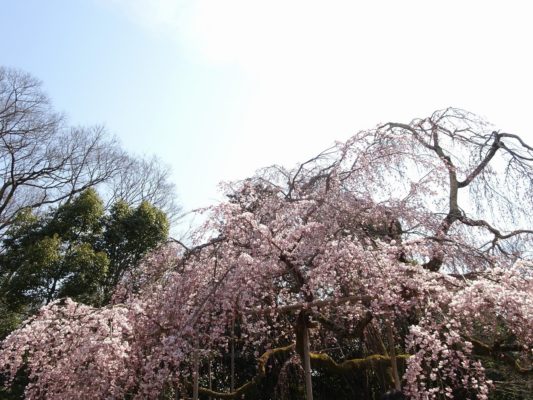 京都　醍醐寺の霊宝館のしだれ桜　５