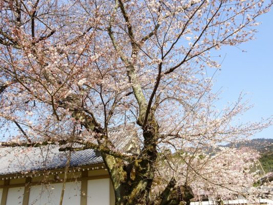 京都　醍醐寺の霊宝館のしだれ桜　６