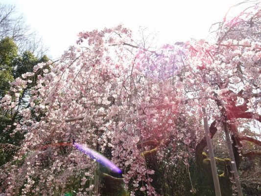 京都　醍醐寺の霊宝館のしだれ桜　７